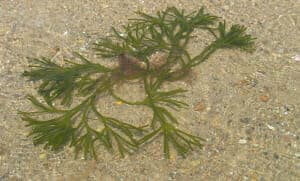 Learn English Words - Seaweed