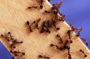 English idioms: Ants in pants