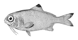 English Idioms: Fish out of water