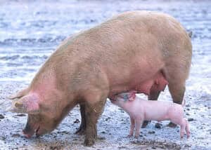 English Idioms: Pig-Headed