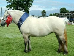 English Idioms - Pony