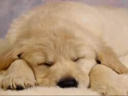 English Idioms: Let sleeping dogs lie