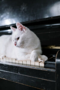 lay vs. lie - the cat is lying on the piano