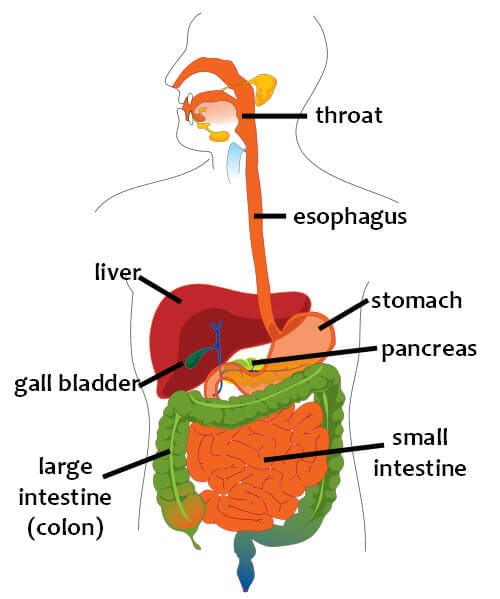 40 Human Body Vocabulary Words Espresso English