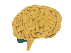 English Vocabulary Words - Inside the Human Body Espresso English