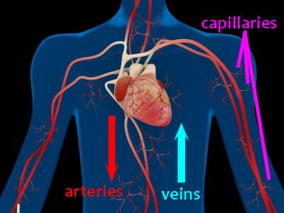 English Vocabulary Words - Inside the Human Body Espresso English