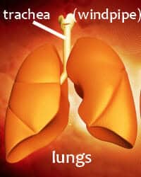 English Vocabulary Words - Inside the Human Body Espresso English