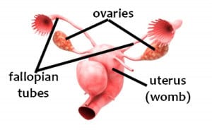 English Vocabulary Words - Inside the Human Body Espresso English