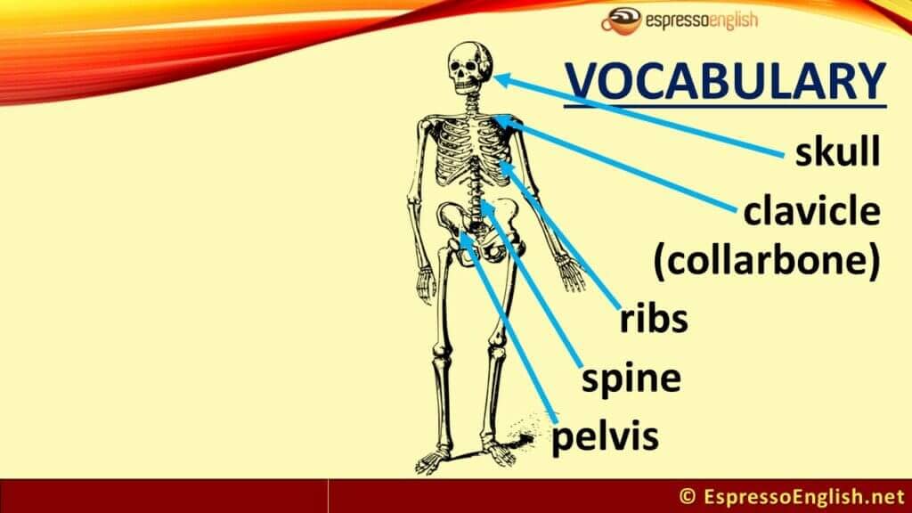 Common bones in the skeleton