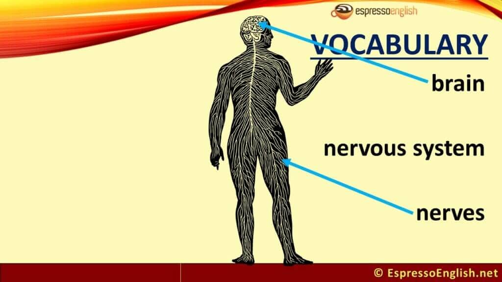 Human body vocabulary: nervous system