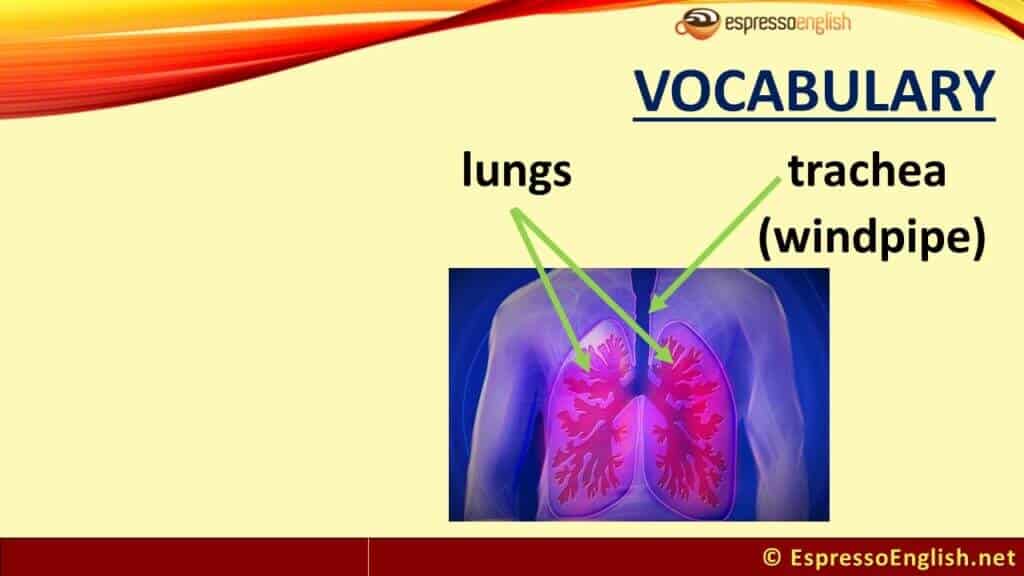 Human body vocabulary: lungs and trachea or windpipe