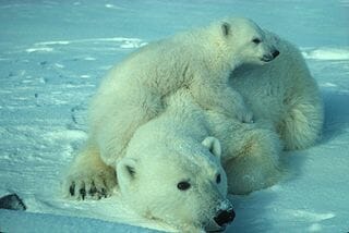 English Vocabulary Words: Animals
