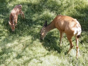 English Vocabulary: Animals and their Young Espresso English