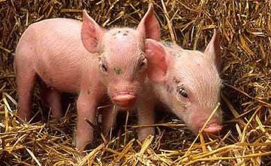 English Vocabulary Words: Animals