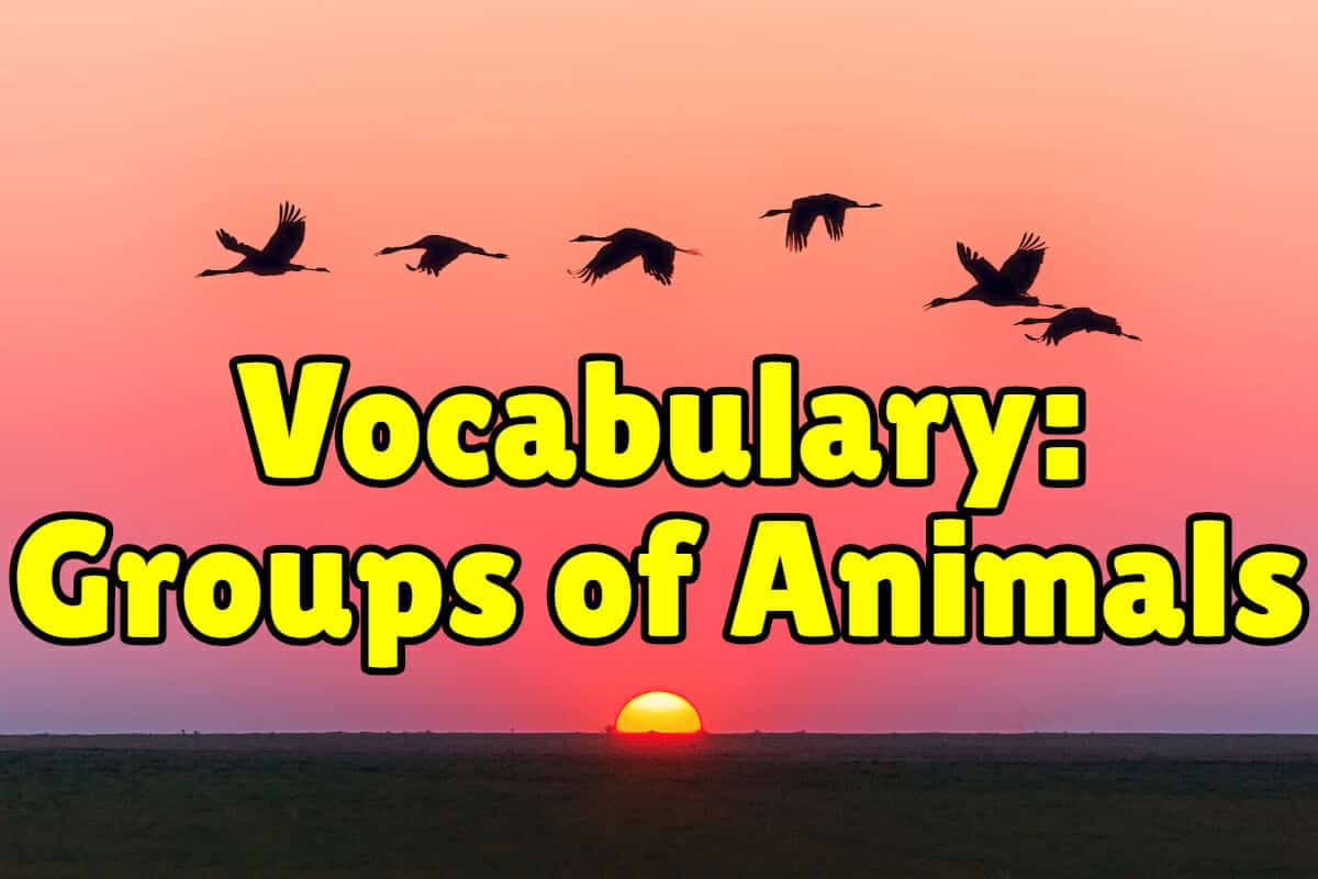 English Vocabulary: Groups of Animals – Espresso English English Vocabulary: Groups of Animals – Espresso English