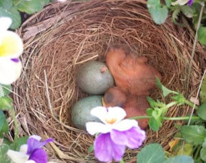 English Vocabulary Words - Birds