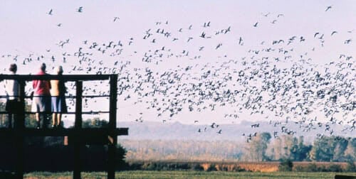 English Vocabulary Words - Birds