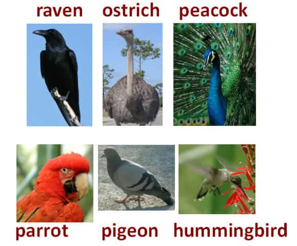 Birds name vocabulary