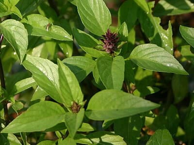 english-words-basil