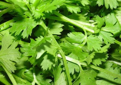 English Vocabulary Words - Coriander