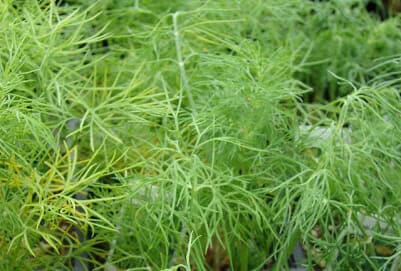 English Vocabulary Words - Dill