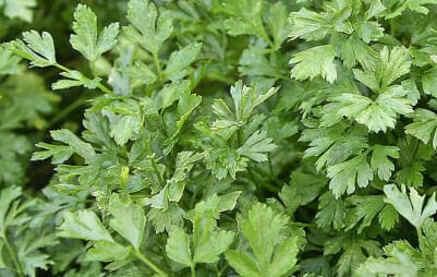 English Vocabulary Words - Parsley