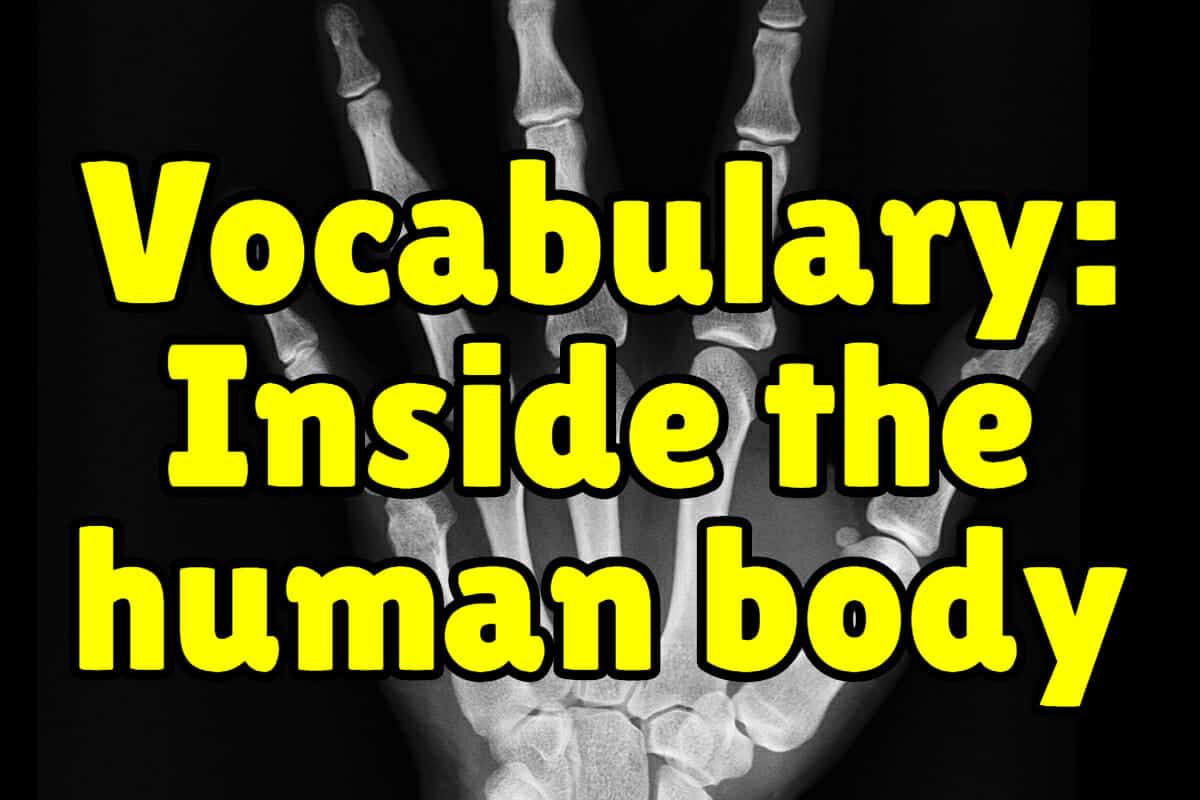 English Vocabulary Words – Inside the Human Body – Espresso English