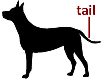 English Words Tail Tale