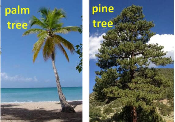 English Vocabulary Words Trees
