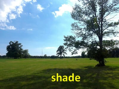 English Vocabulary Words Trees