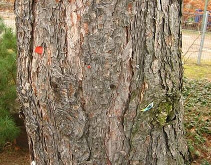 English Vocabulary Words Trees