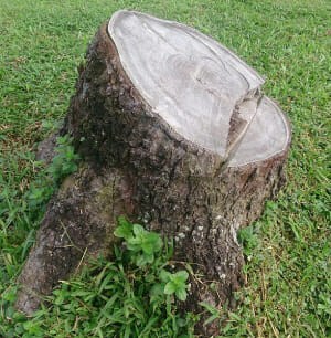 English Vocabulary Words Trees
