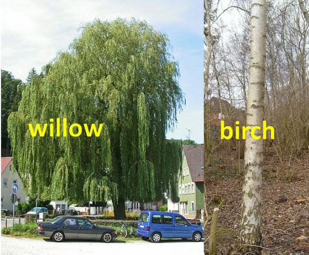 English Vocabulary Words Trees