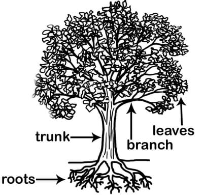English Vocabulary Words Trees