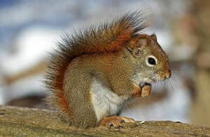 How to pronounce SQUIRREL
