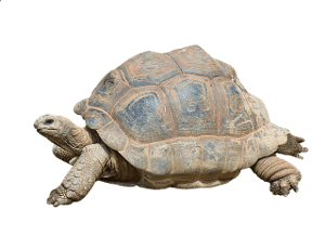 How to pronounce TORTOISE